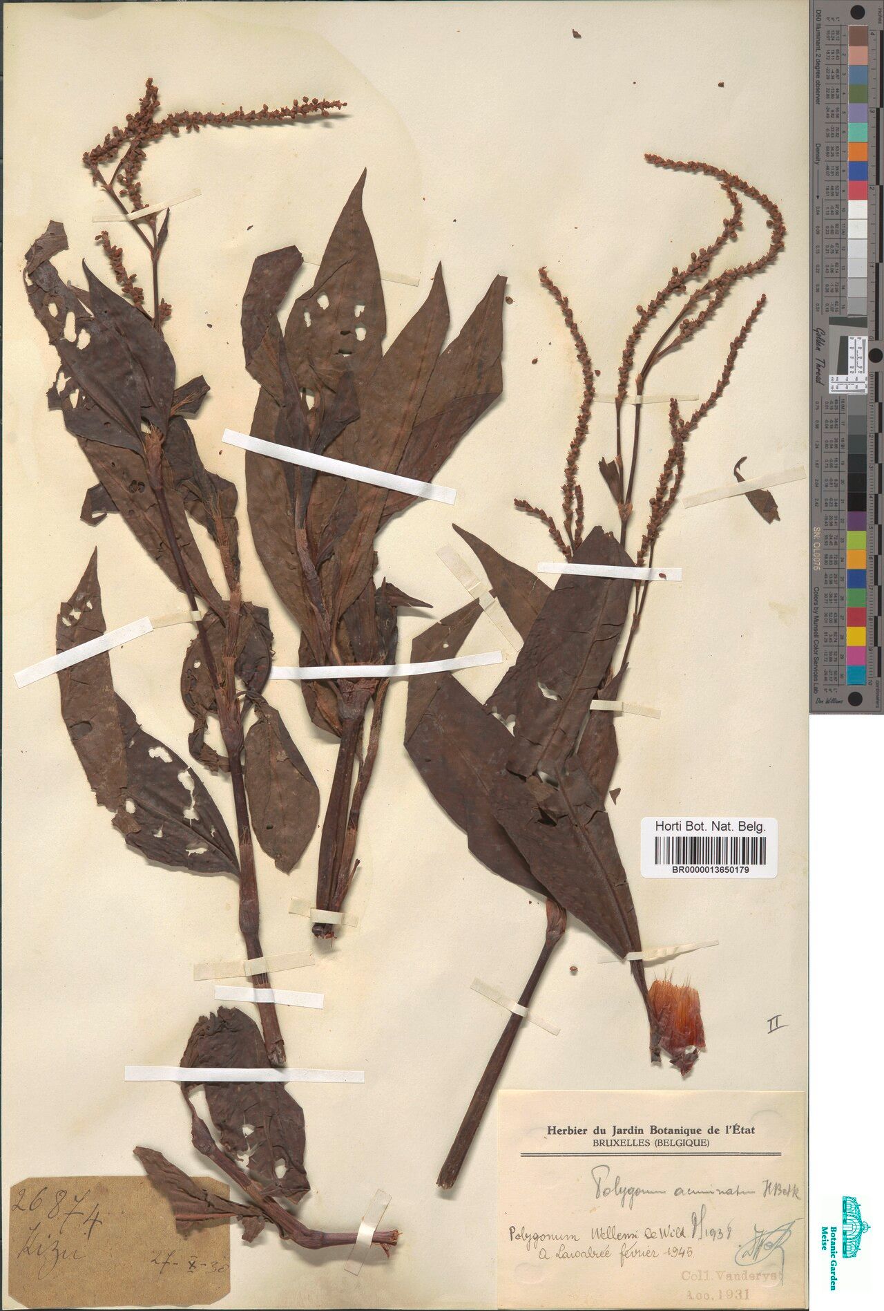 Persicaria wellensii — houseplant care guide