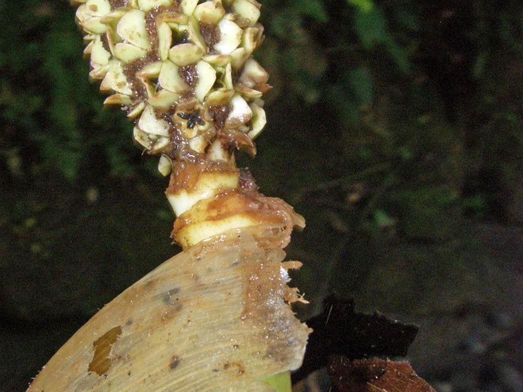 Asplundia longitepala flower