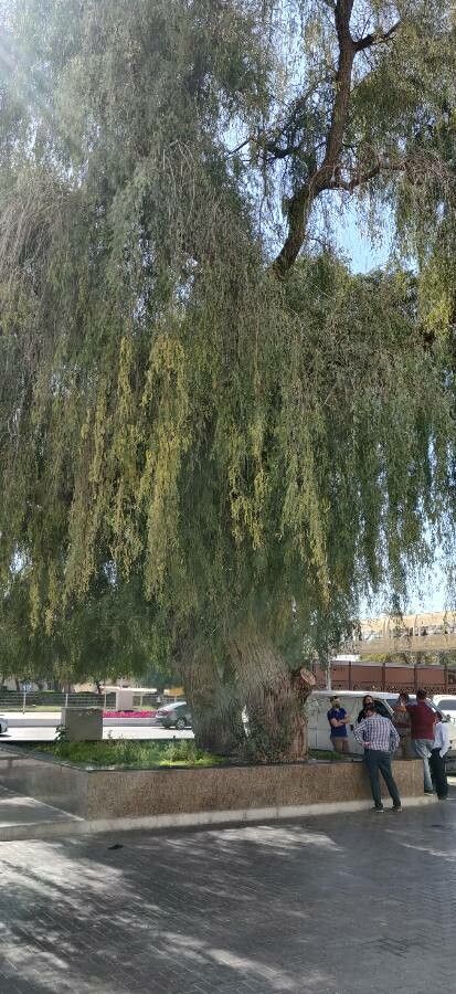 Prosopis cineraria leaf