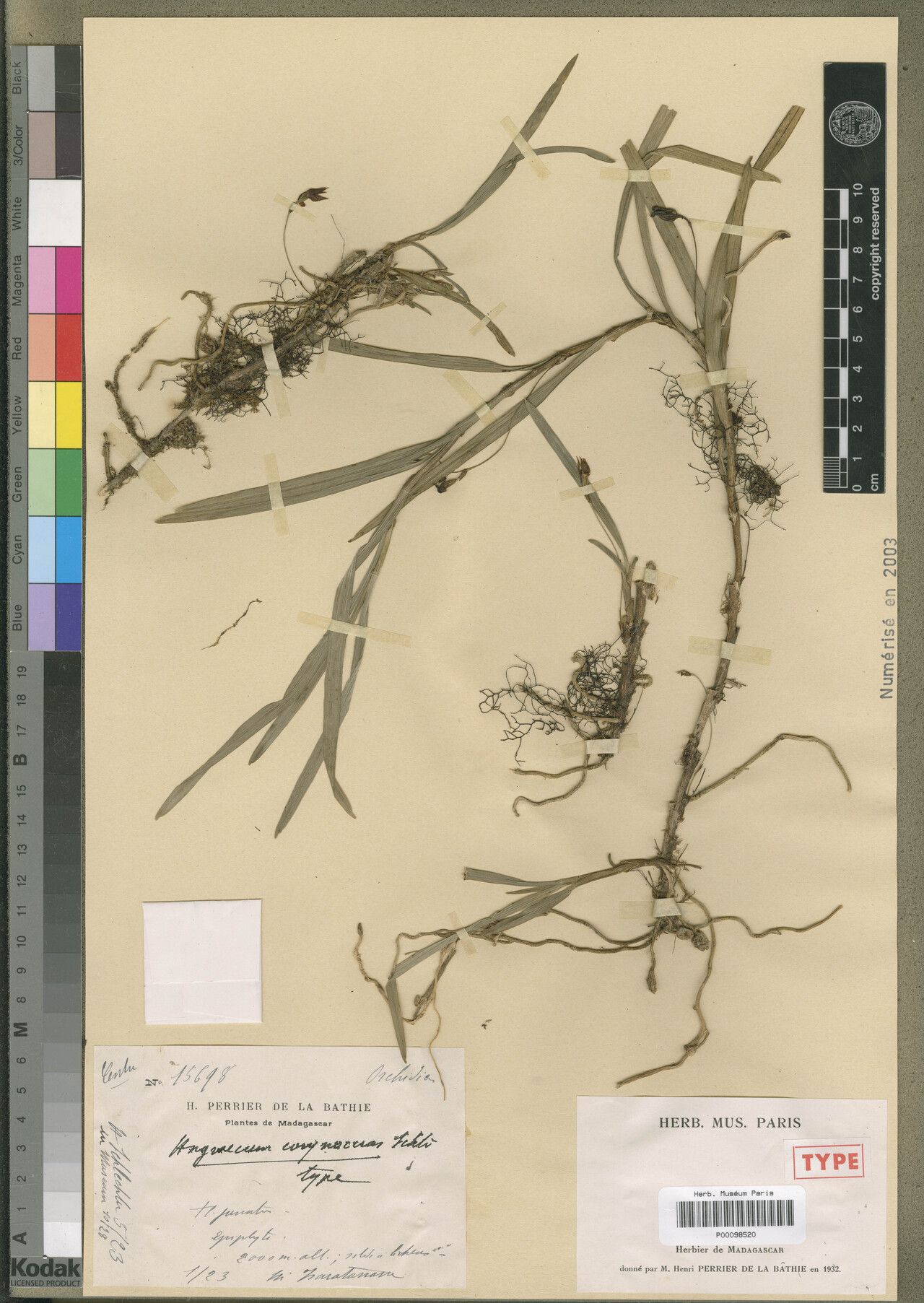 Angraecum corynoceras — houseplant care guide