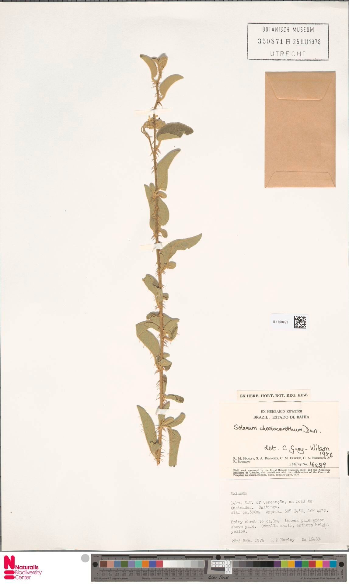 Solanum chamaeacanthum — houseplant care guide