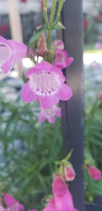 Penstemon tenuis flower