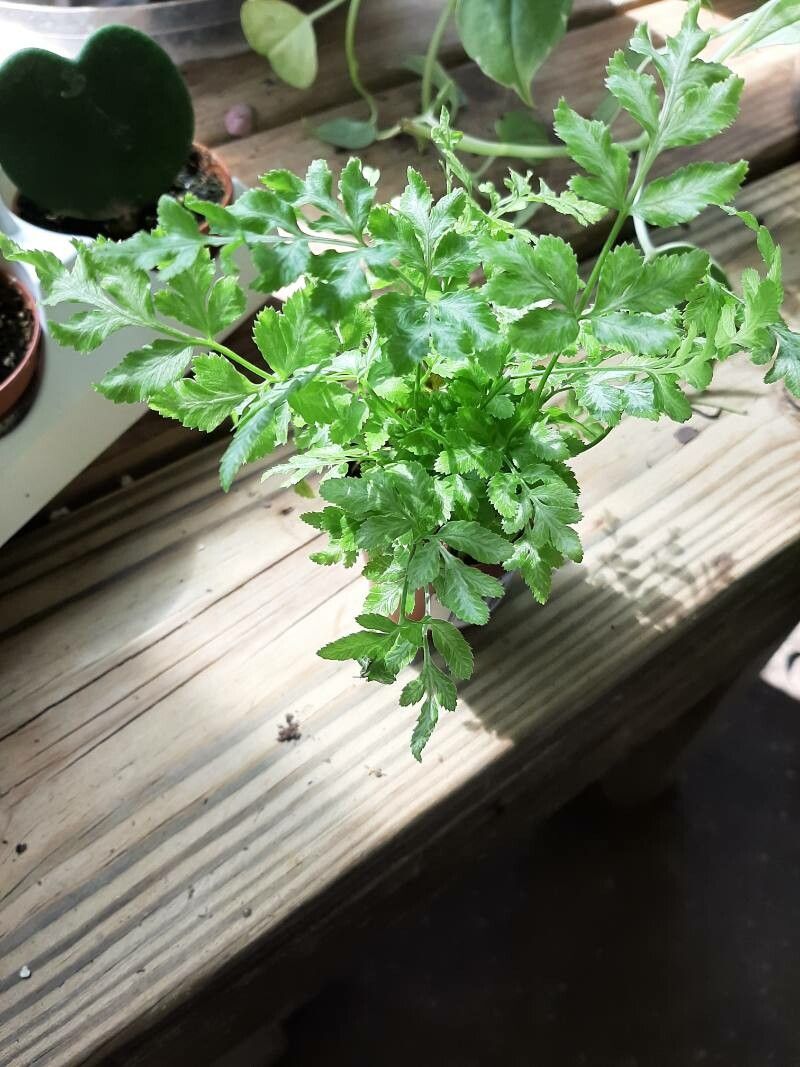 Pteris ensiformis habit
