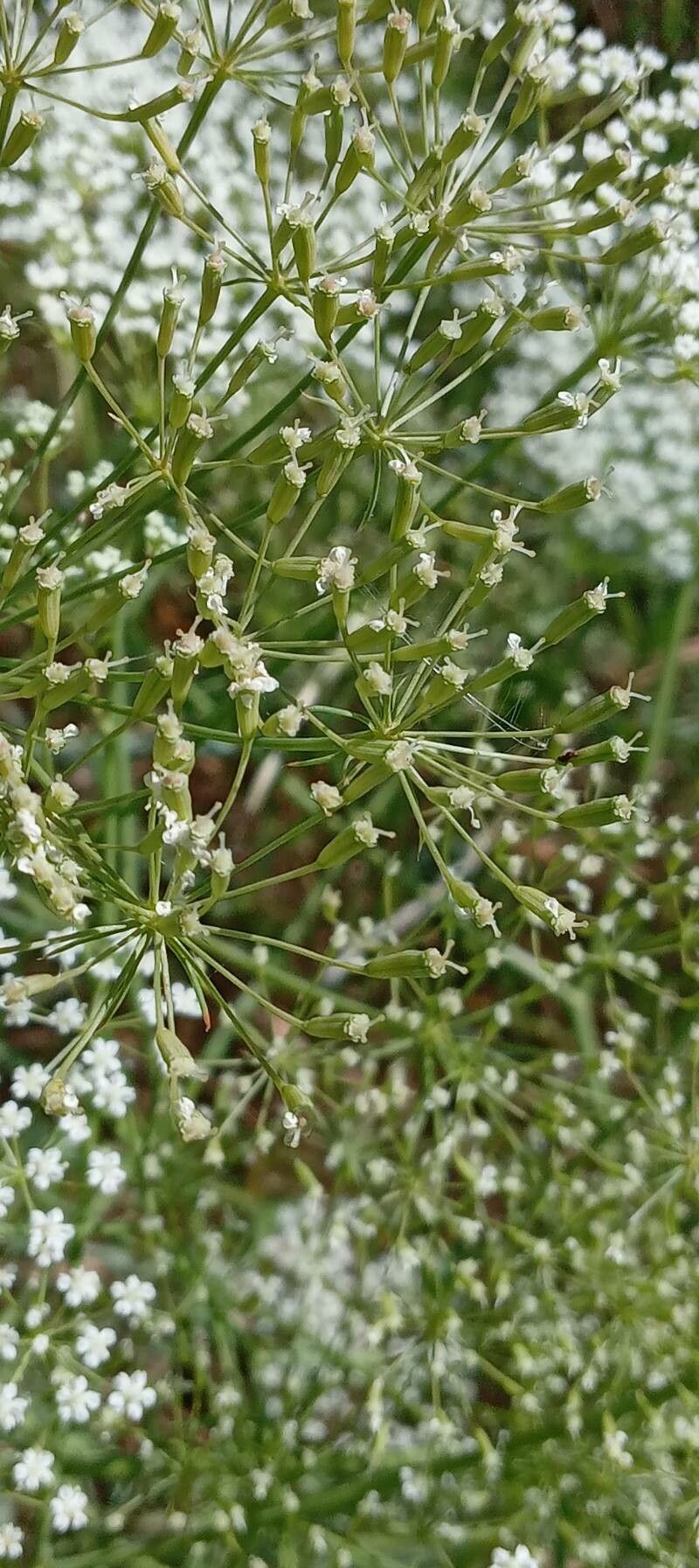 Falcaria vulgaris fruit