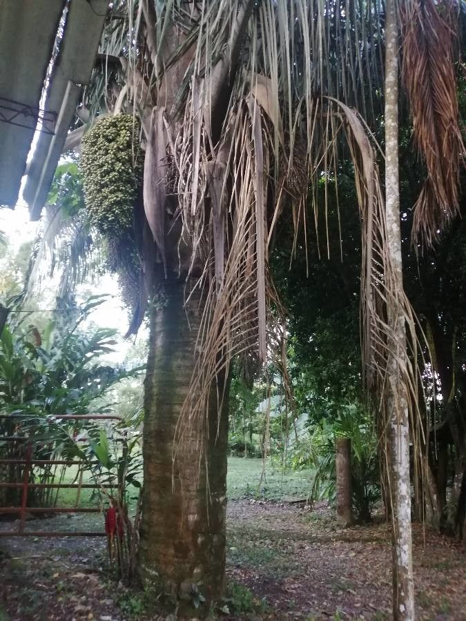 Attalea butyracea bark