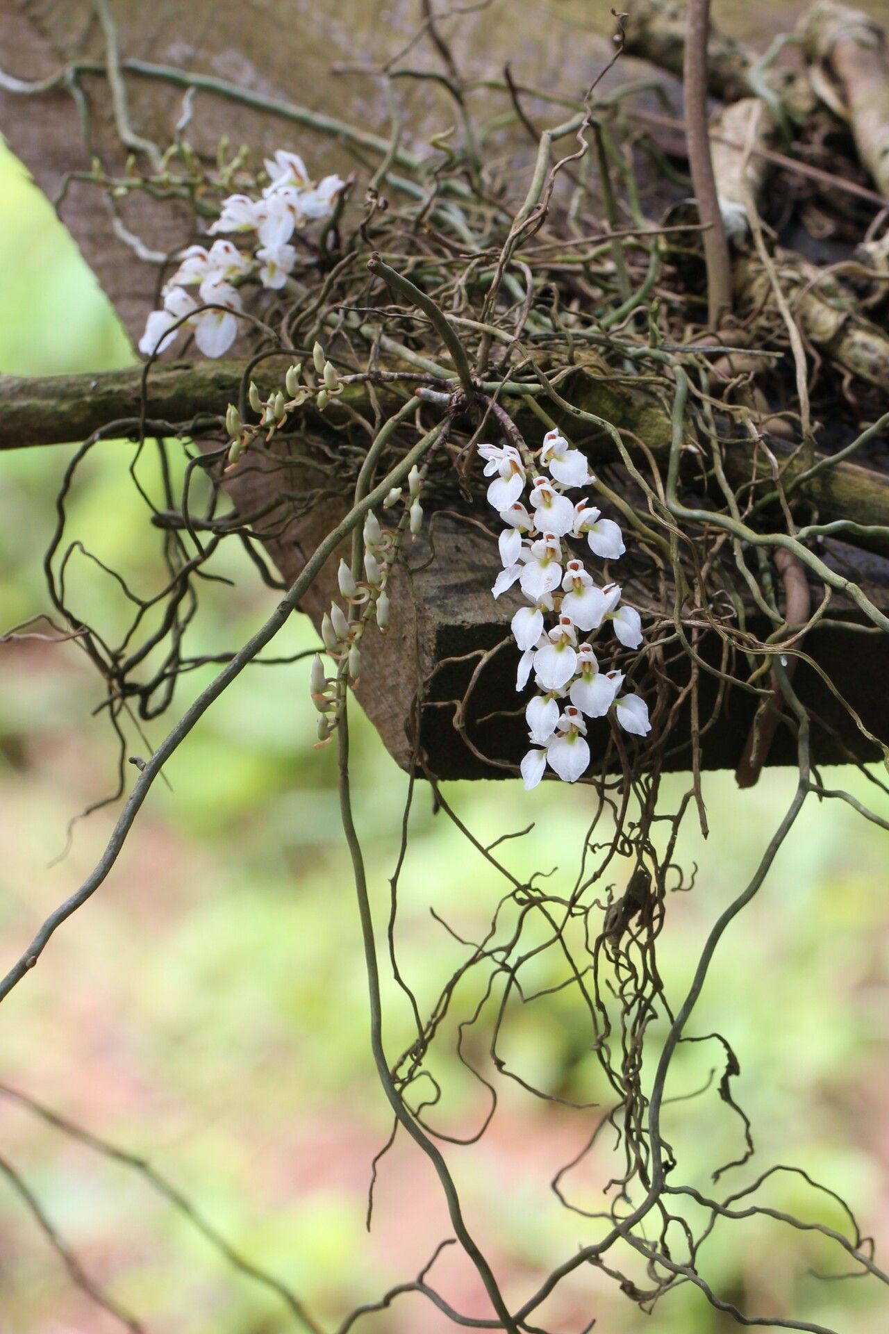 Microcoelia konduensis habit