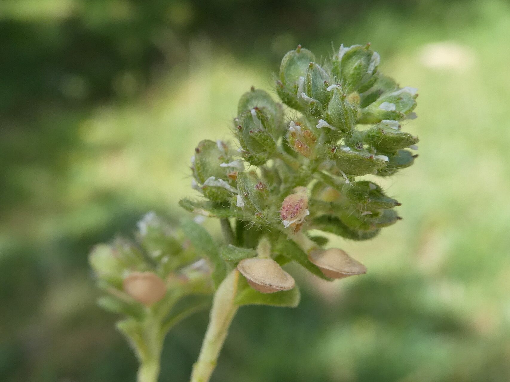 Alyssum alyssoides fruit