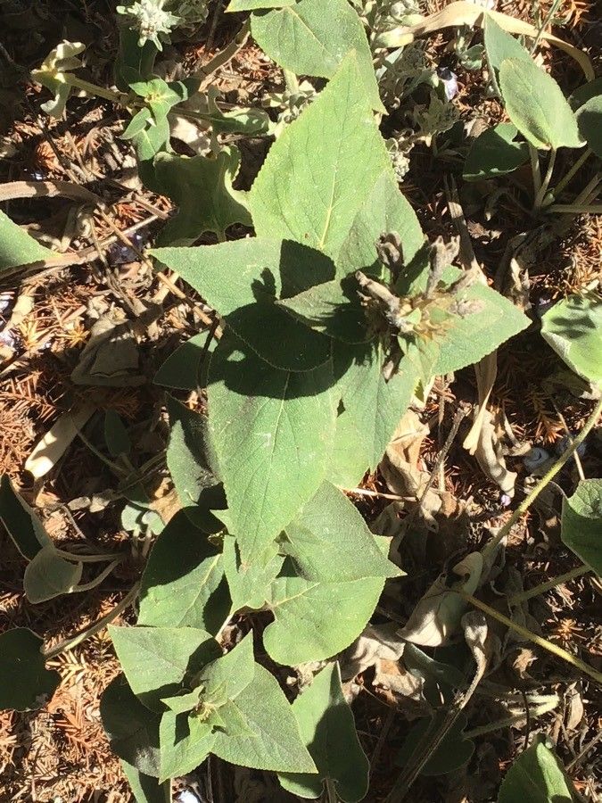 Phlomis samia — search result for 'Phlomis'