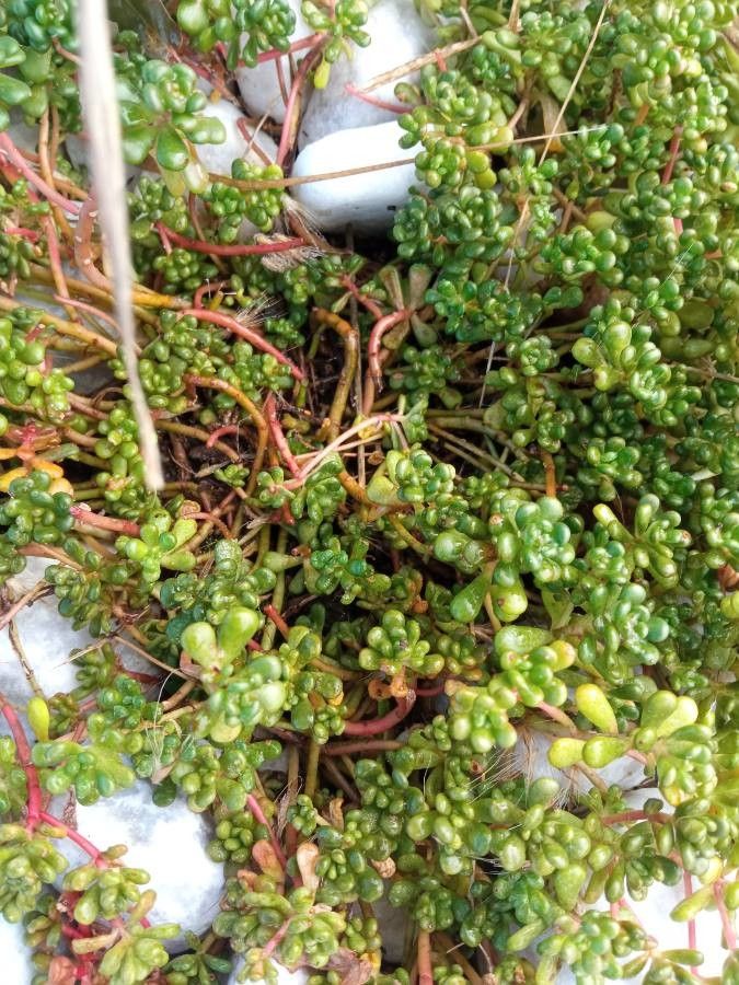 Sedum oreganum habit