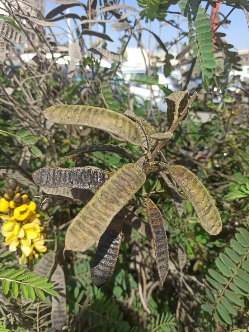 Senna didymobotrya fruit