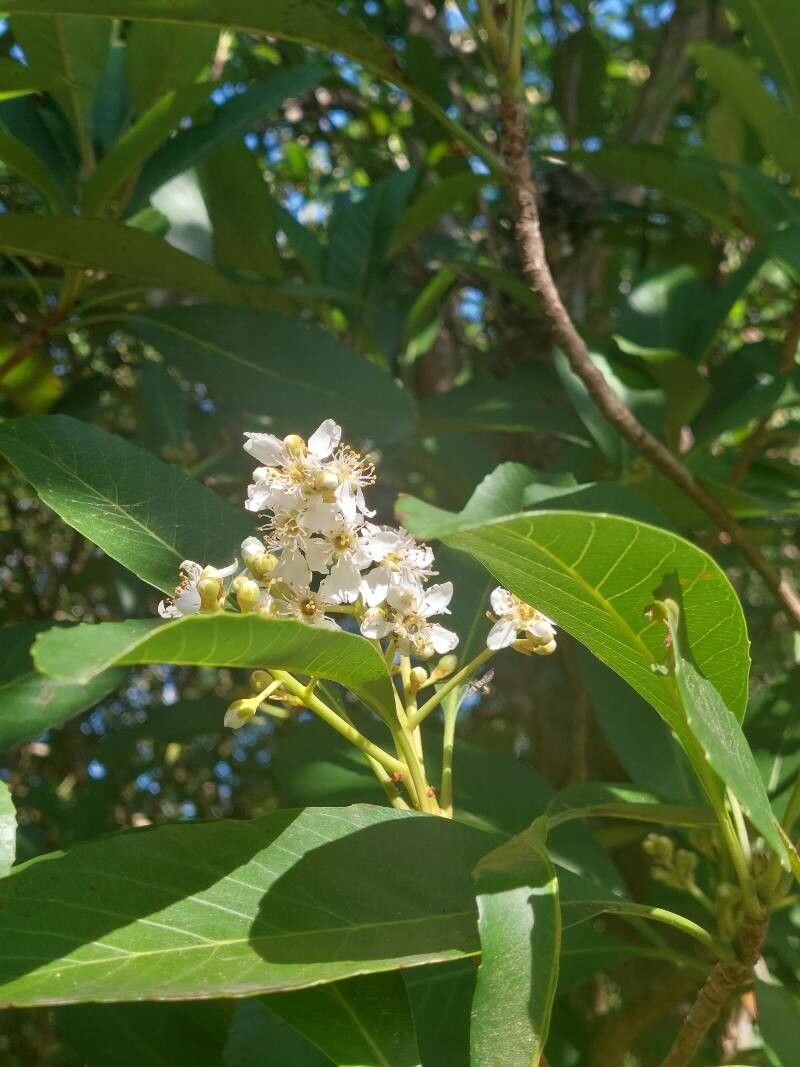 Rhaphiolepis deflexa flower