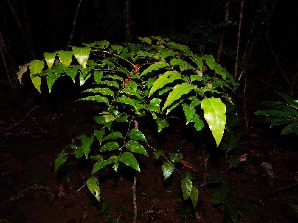 Phyllanthus baladensis habit