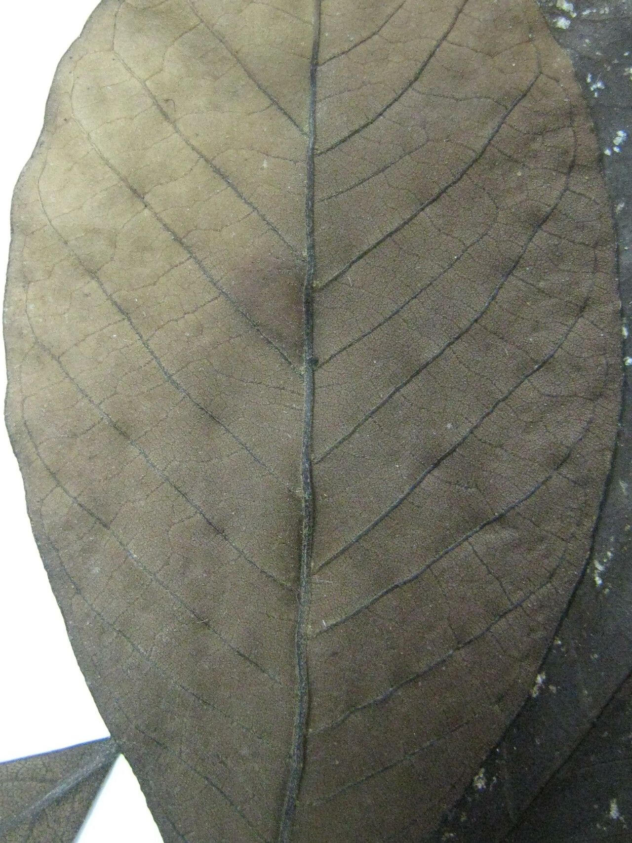 Vitex compressa other