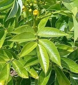 Senna pistaciifolia — search result for 'Senna'