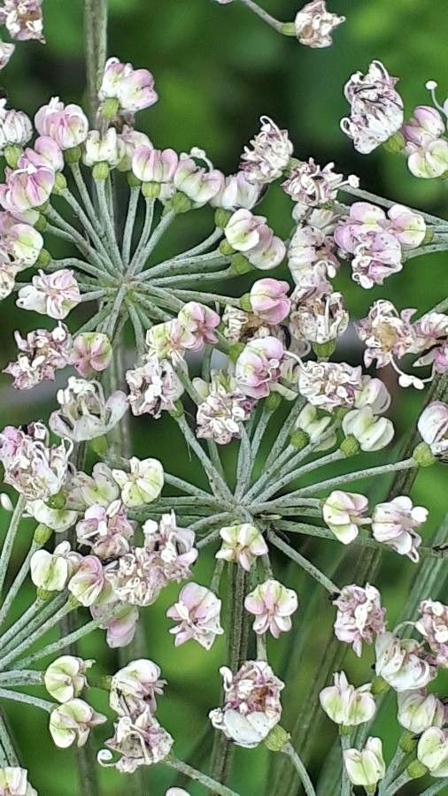 Laserpitium latifolium flower