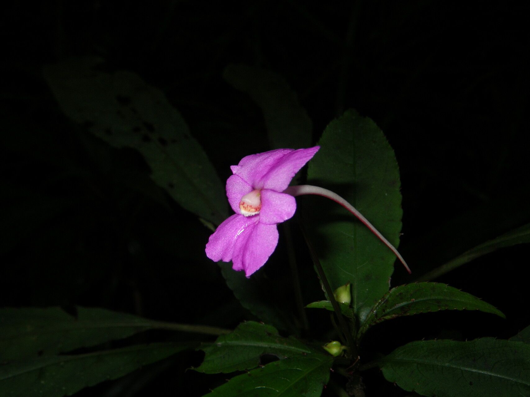 Impatiens lyallii flower