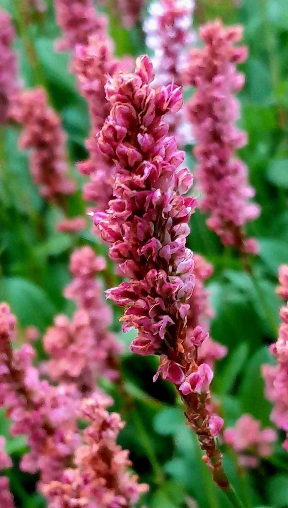 Persicaria affinis fruit
