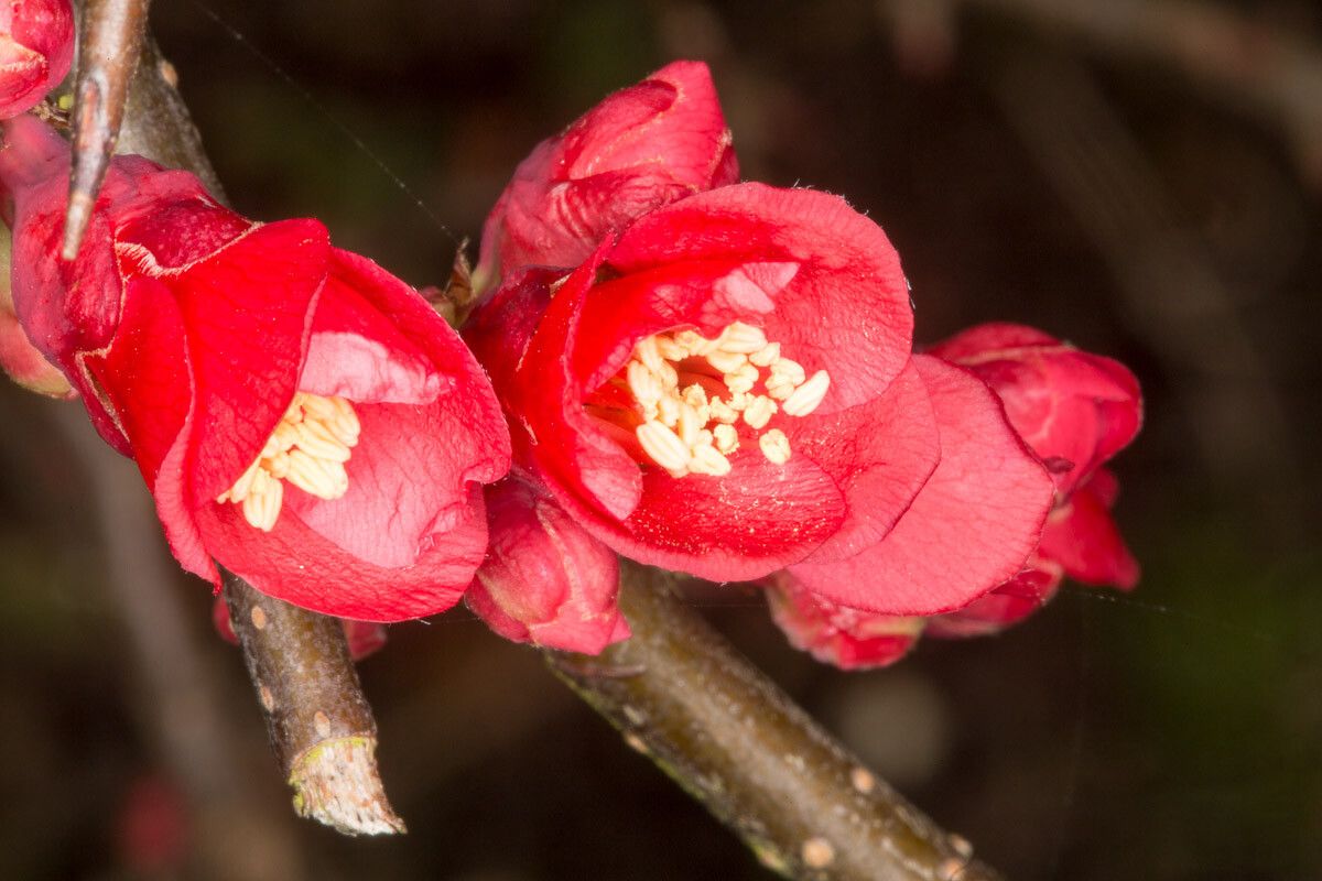 Chaenomeles × superba flower