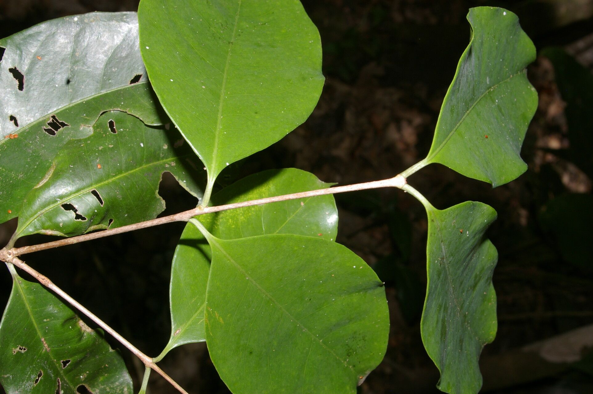 Eugenia cararaensis leaf