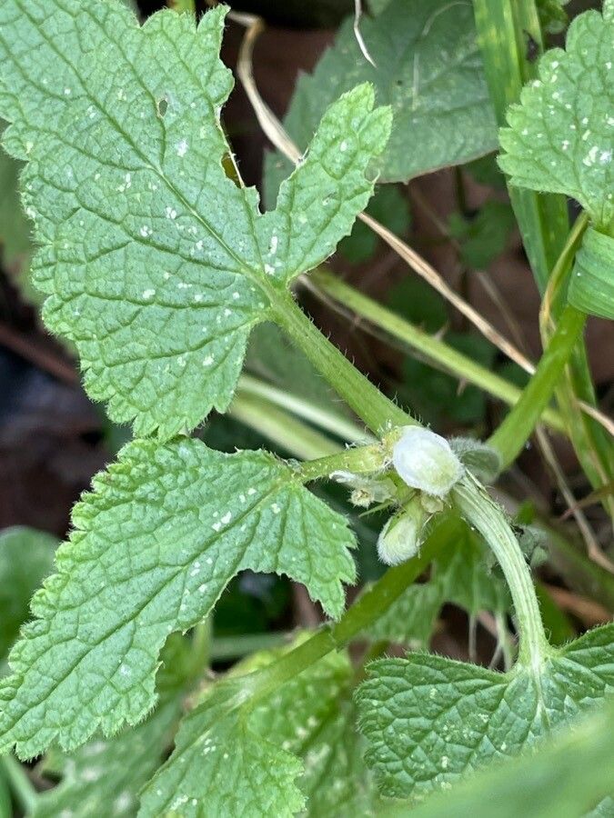 Lamium album flower