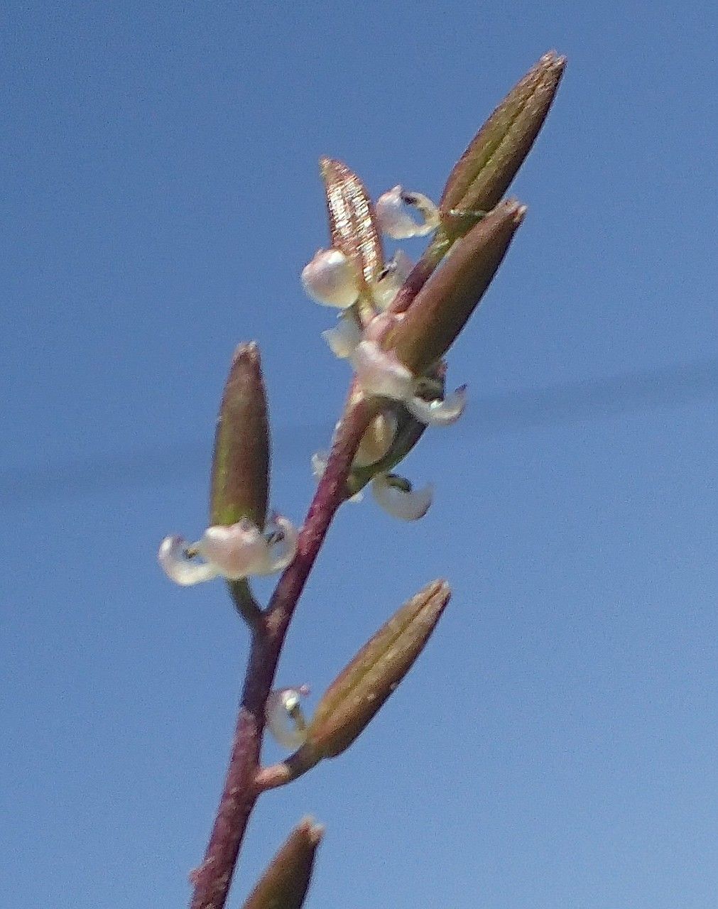 Triglochin bulbosa fruit