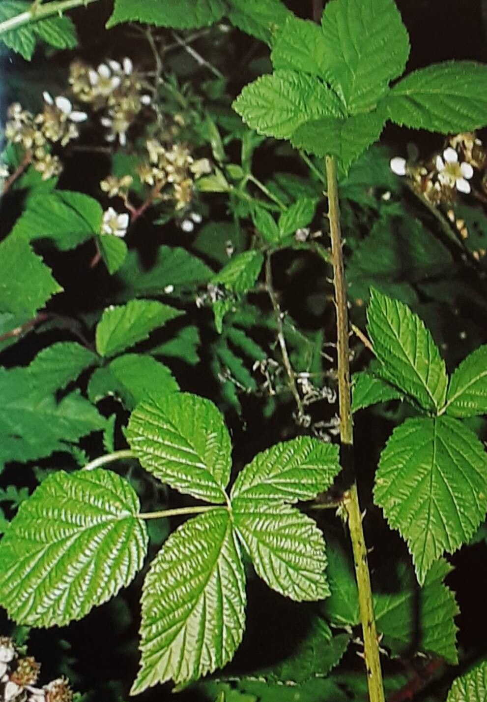 Rubus dissimulans — houseplant care guide