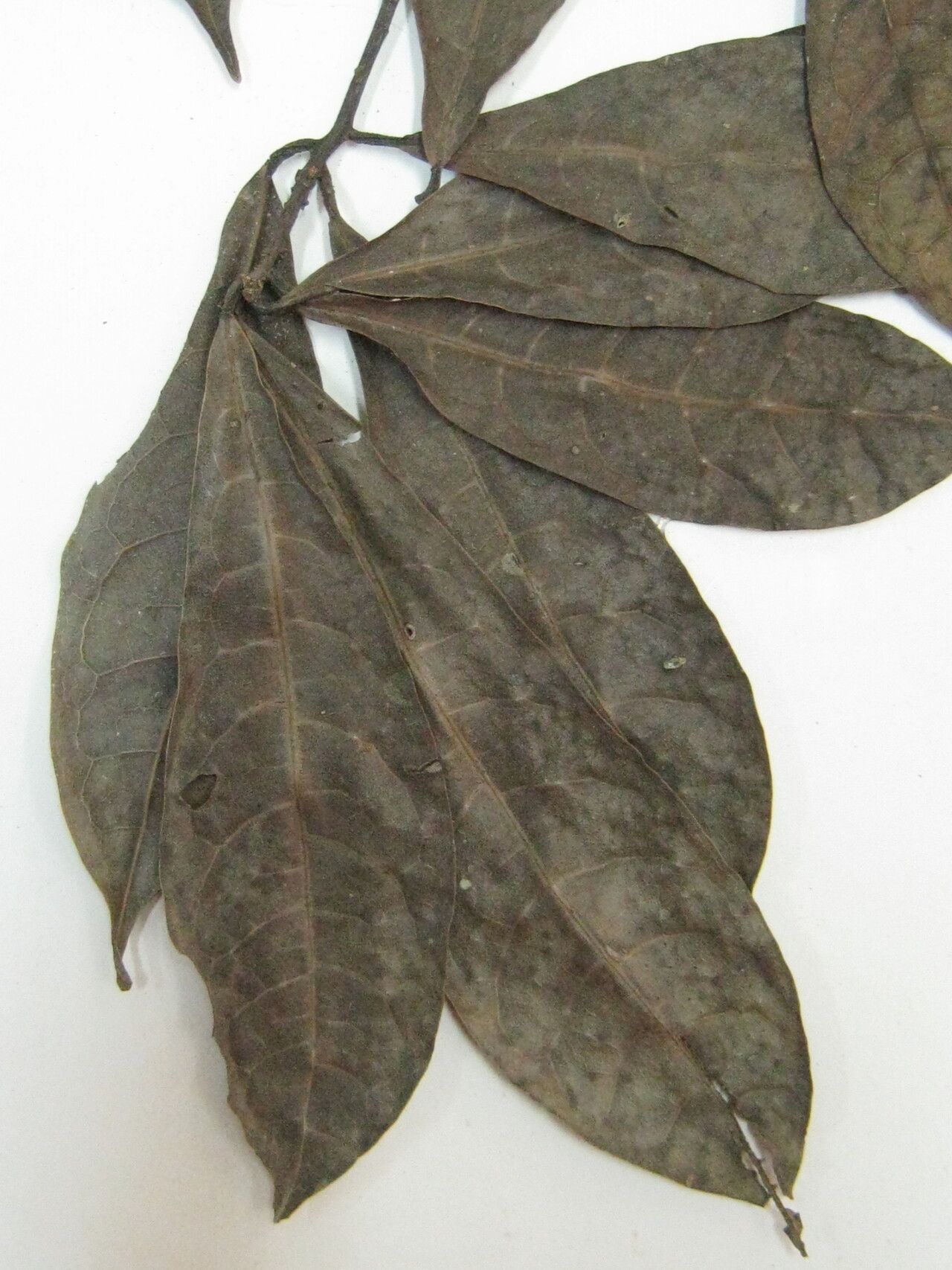 Ocotea scandens other
