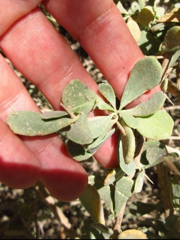 Nitraria retusa leaf