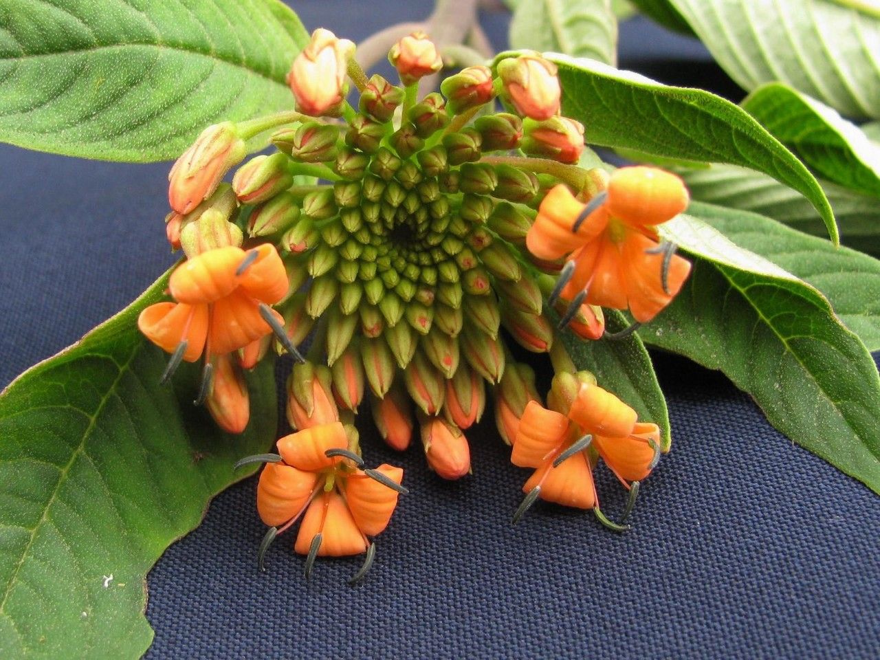 Cleome decipiens — houseplant care guide