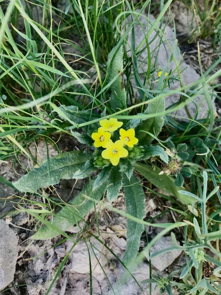 Lithospermum cobrense habit