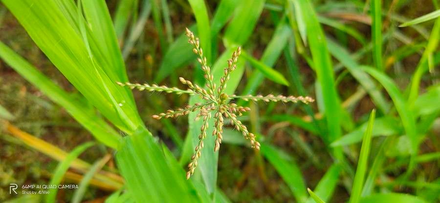 Arthraxon hispidus flower