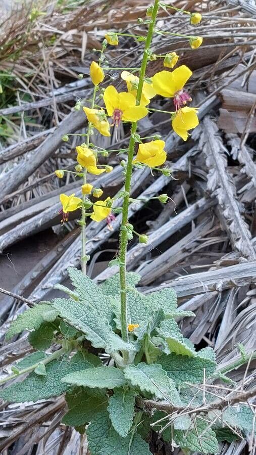 Verbascum arcturus leaf