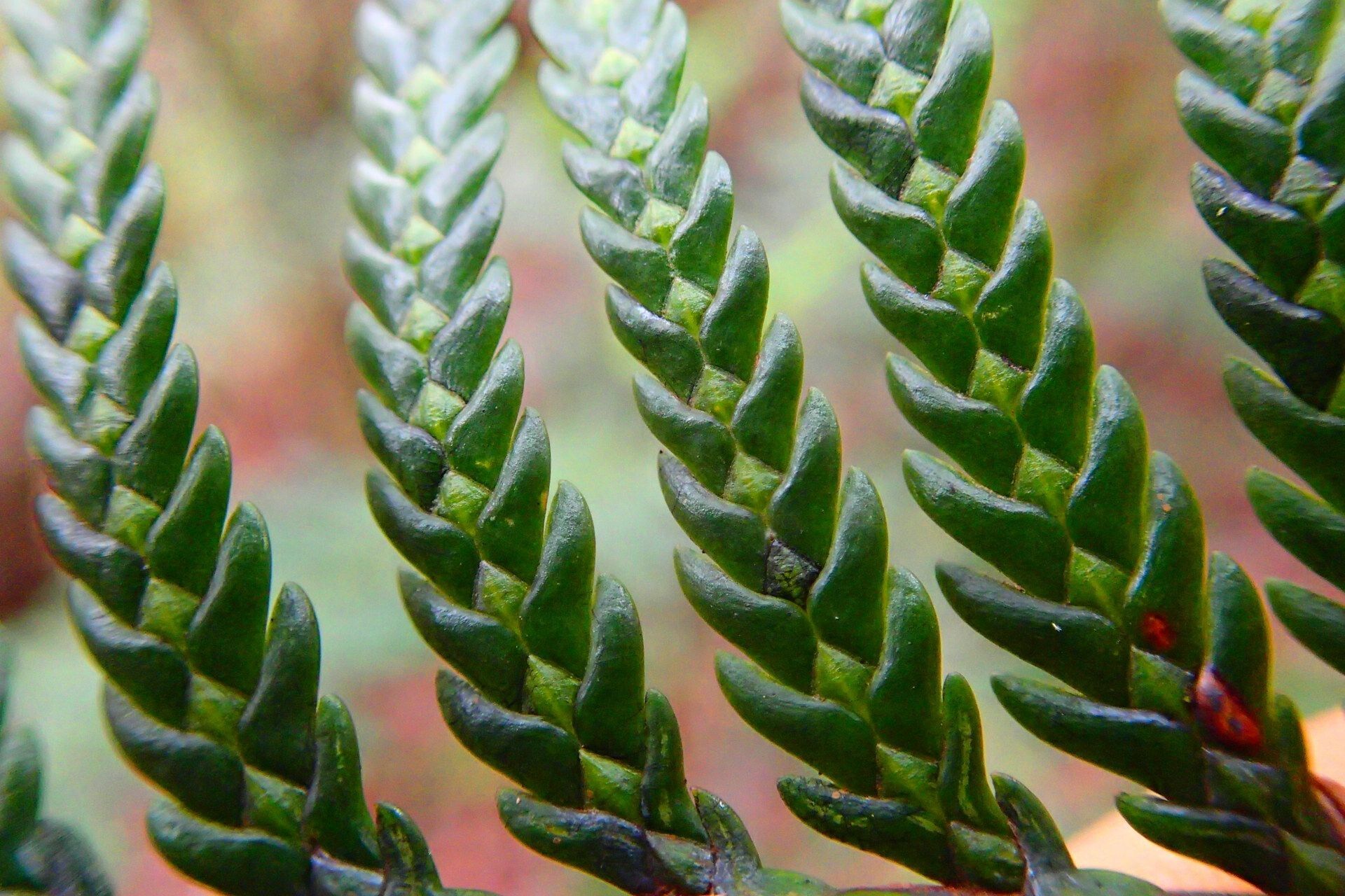Libocedrus austrocaledonica — related species from the same genus