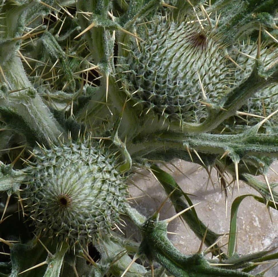 Cirsium echinatum fruit