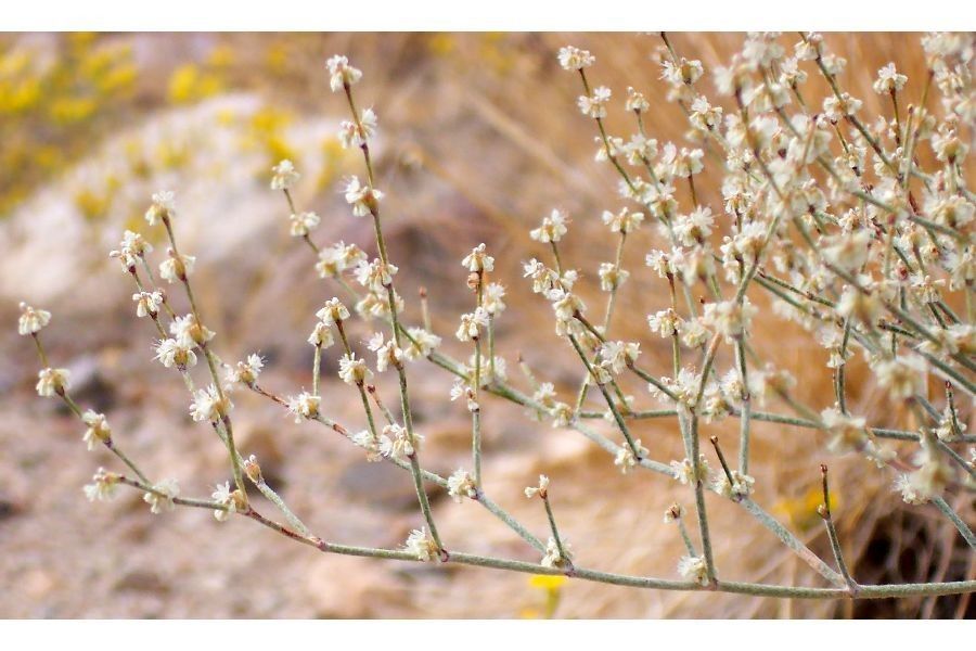 Eriogonum baileyi — search result for 'Eriogonum'