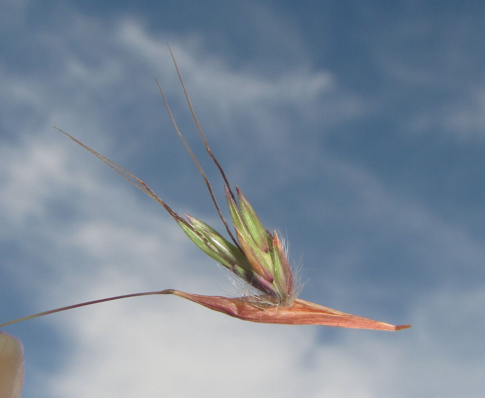 Hyparrhenia cymbaria flower