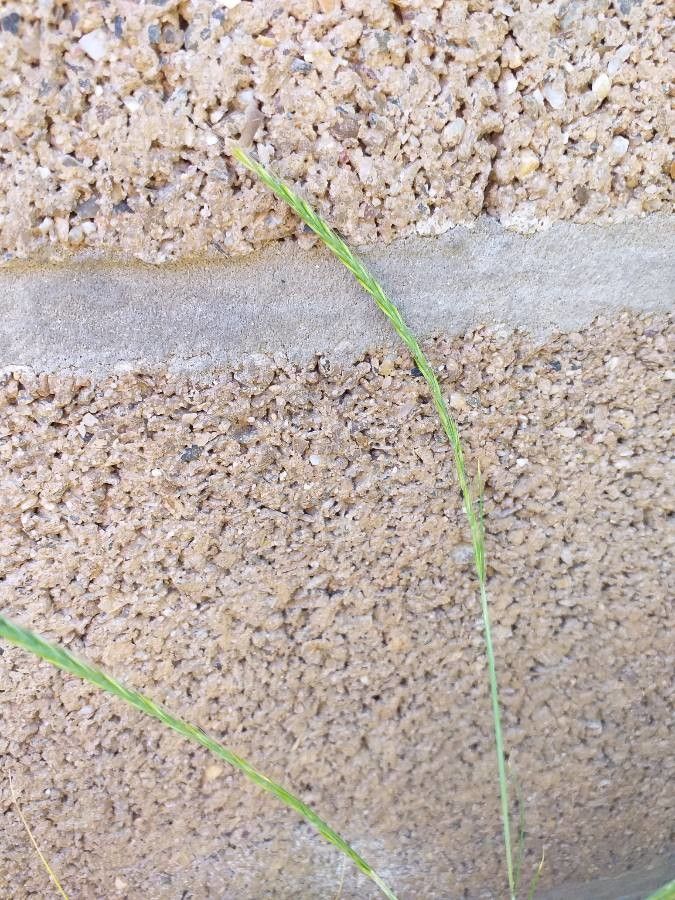 Vulpia myuros flower