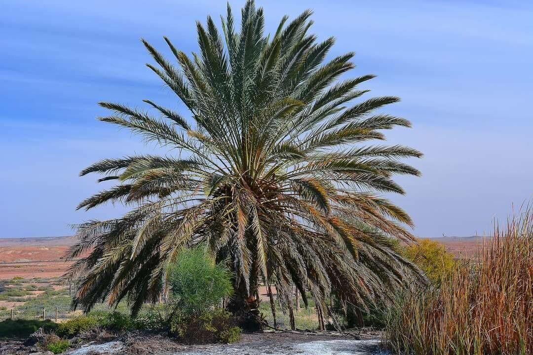 Phoenix sylvestris leaf
