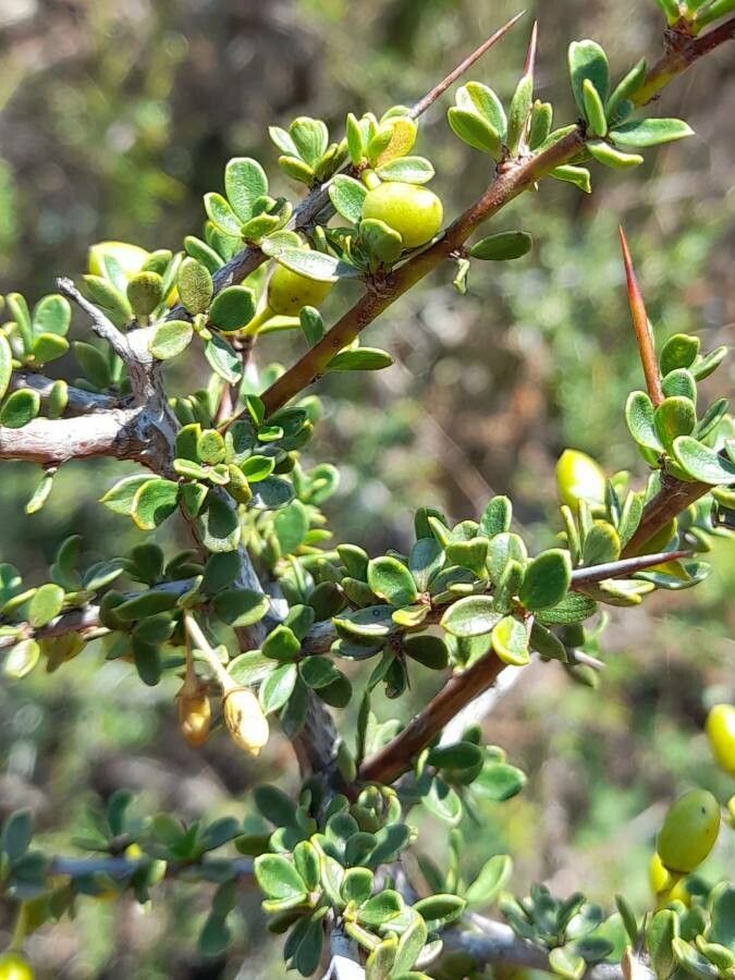 Condalia microphylla — search result for 'Rhamnaceae'