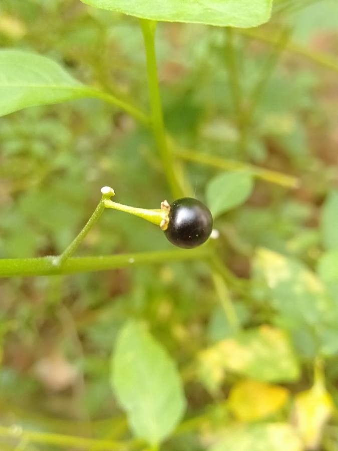 Solanum nigricans fruit