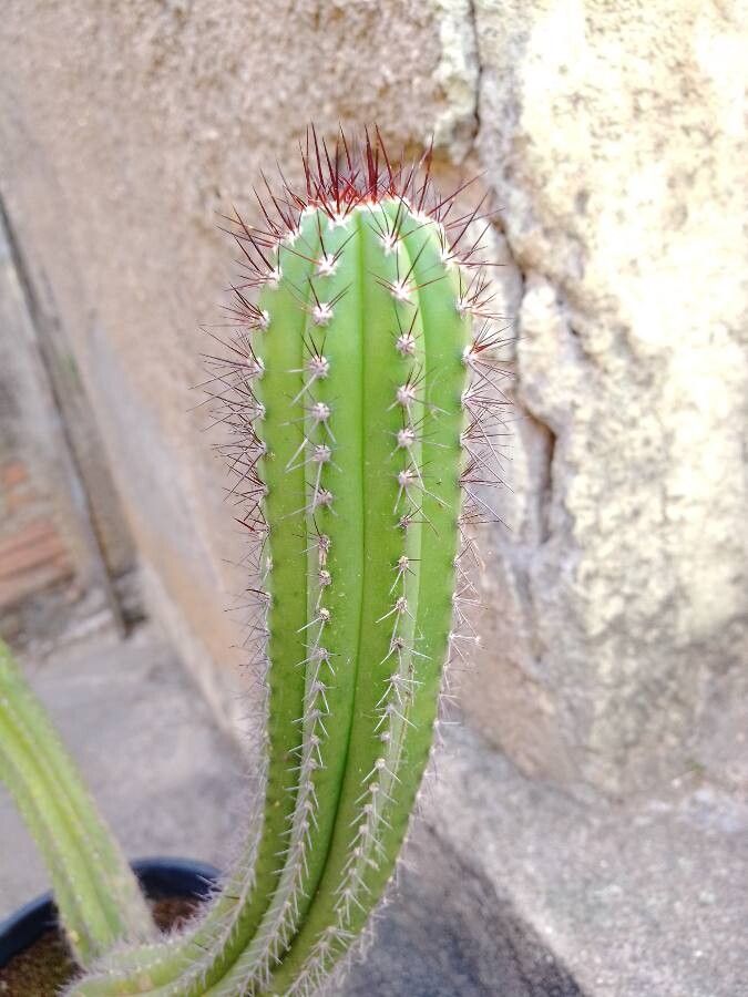 Coleocephalocereus fluminensis leaf