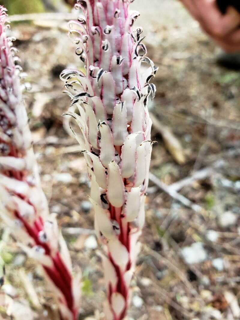 Allotropa virgata — houseplant care guide