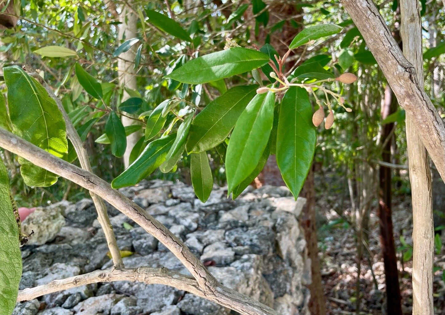 Morisonia ferruginea leaf