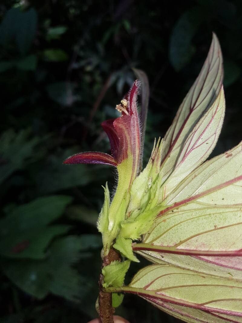 Columnea raymondii flower