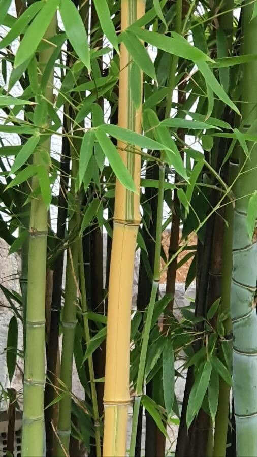 Phyllostachys aureosulcata bark