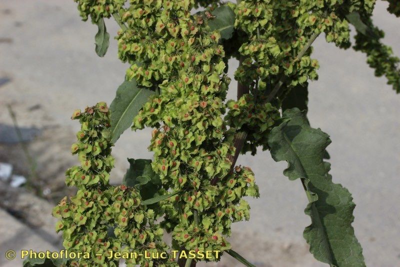 Rumex × dimidiatus flower