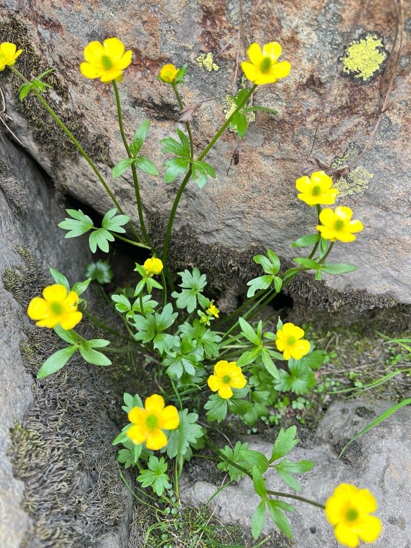 Ranunculus adoxifolius — houseplant care guide