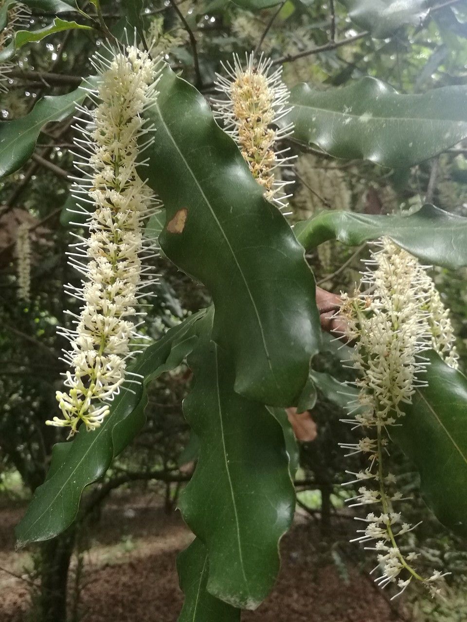 Macadamia ternifolia flower
