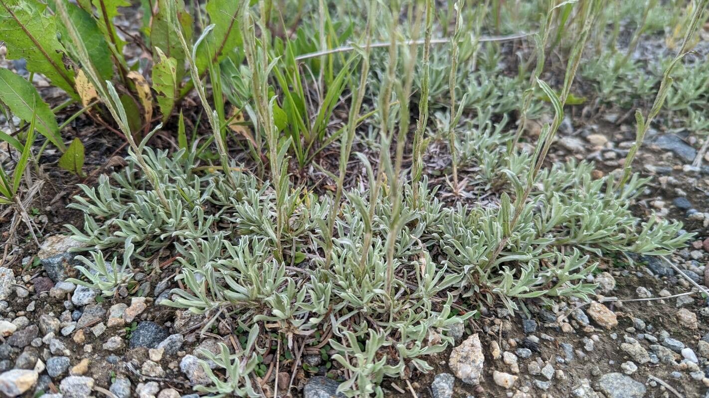 Antennaria rosea — search result for 'and Greenland'