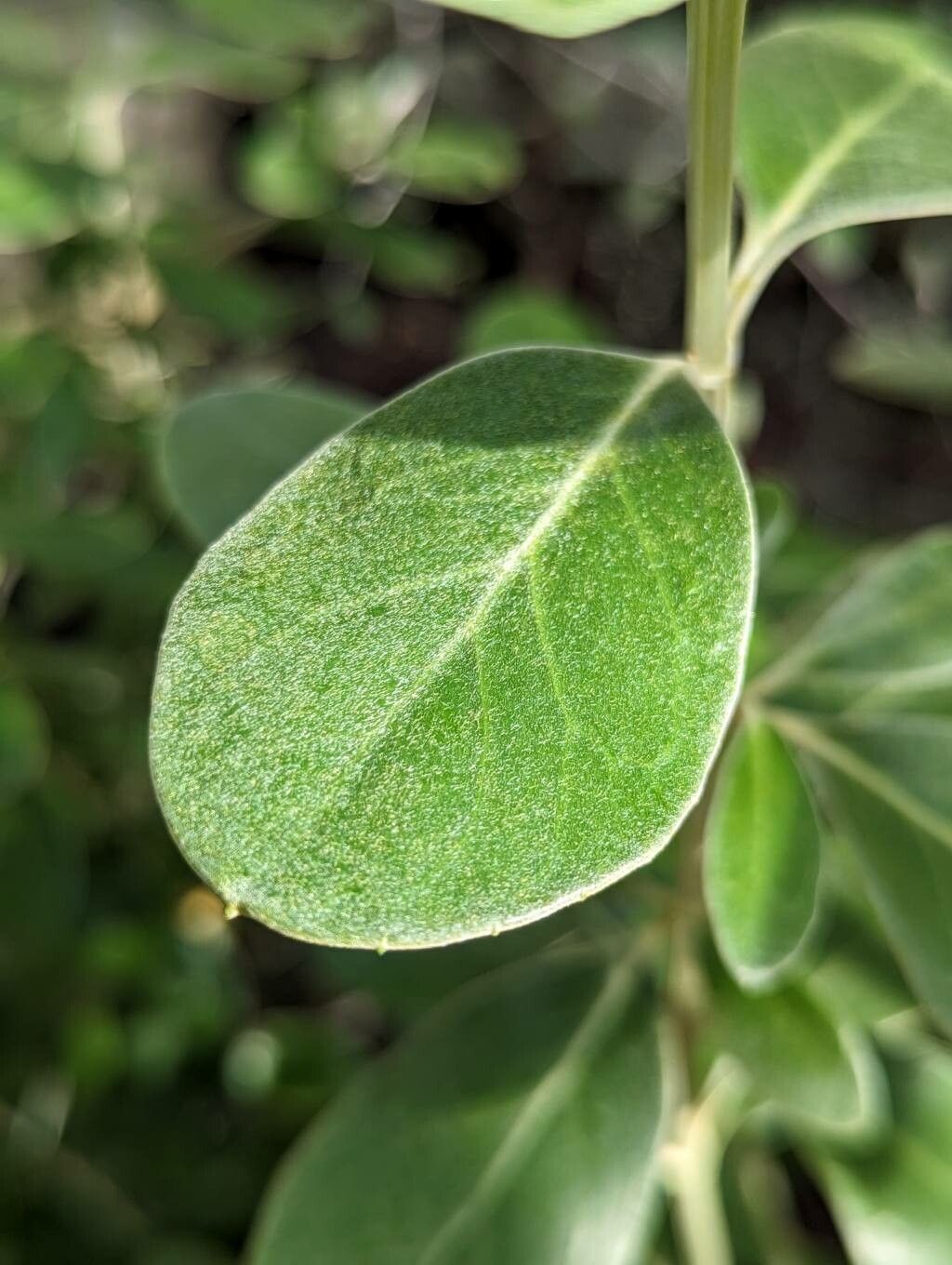 Olearia traversiorum — search result for 'Olearia'